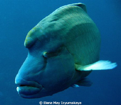 Napoleon wrasse - one of the best fish in the Red Sea! 
 by Elena May Izyumskaya 